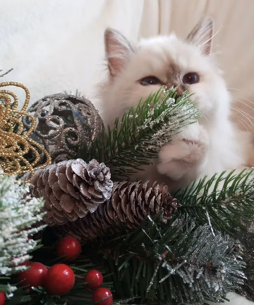 Священная бирма-котята