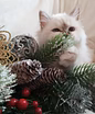 Священная бирма-котята