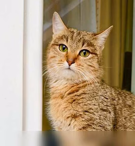Отдам даром: чудо-кошка полосатка Тиффани в Москве