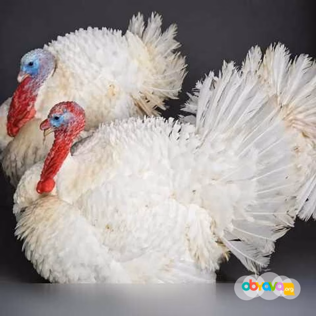 Продам: индюки и Индюшки Белая широкогрудая и Бр в Пскове