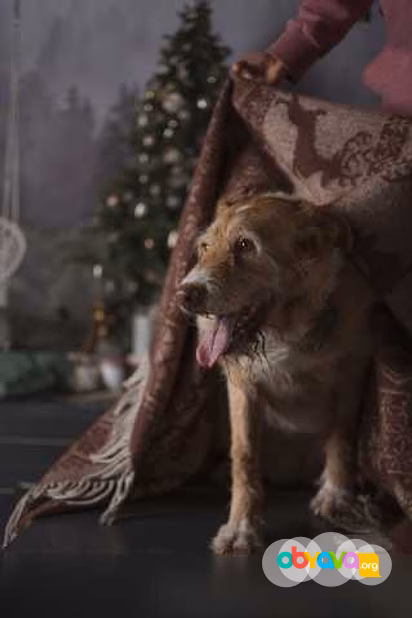 Отдам даром: рыжее сокровище Модя в Гатчине