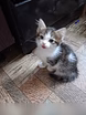 Предложение: котята в Прокопьевске