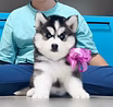 Продам: хаски щенки