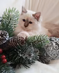 Священная бирма-котята