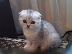 Вязка с вислоухим котом 