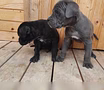Щеночки Кане Корсо