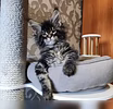 Мейн кун котята (Вотсапп 79861722996)