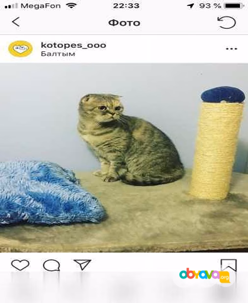 Предложение: ЗооГостиница "КОТоПЕС" в Екатеринбурге