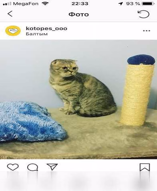 Предложение: ЗооГостиница "КОТоПЕС" в Екатеринбурге