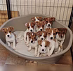 Щенки Джек Рассел