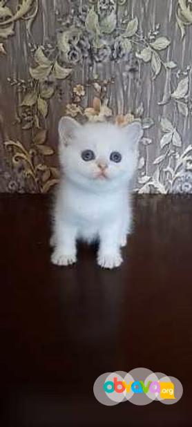 Продам: котята голубоглазая шиншилла