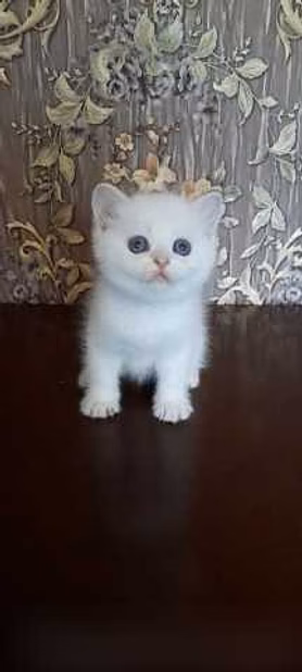 Продам: котята голубоглазая шиншилла