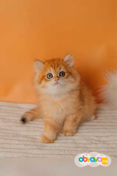 Продам: британские котята (Вотсапп 79861722996)