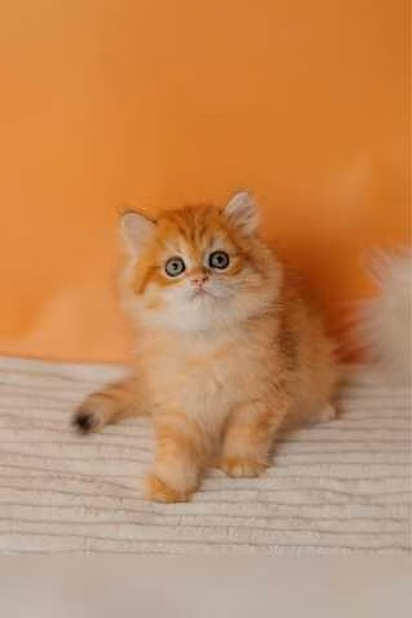 Продам: британские котята (Вотсапп 79861722996)