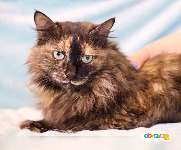 Отдам даром: стеша - роскошная пушистая кошечка в дар в Москве