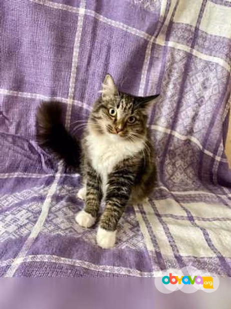 Предложение: пушистый котенок в Комсомольске-на-Амуре