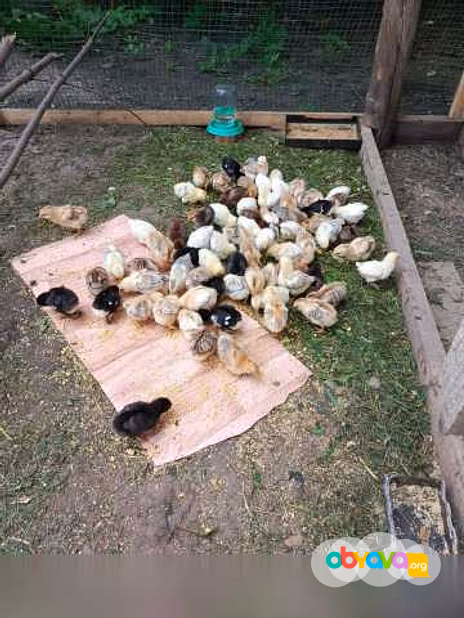 Продам: цыплята месячные в Орле