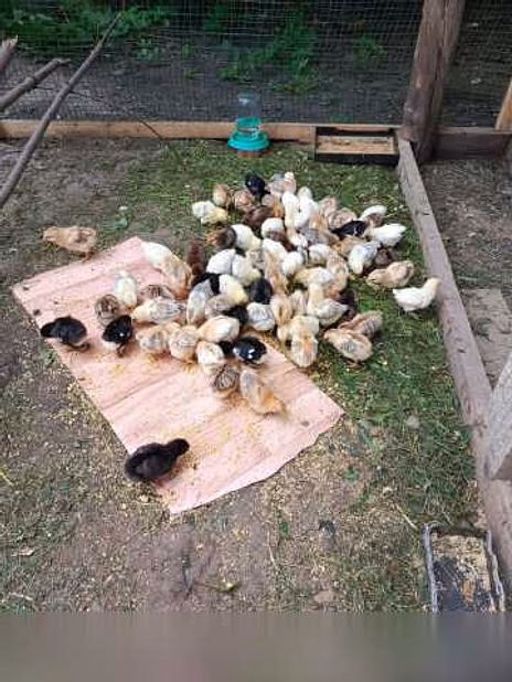 Продам: цыплята месячные в Орле