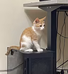 котенок бесплатно