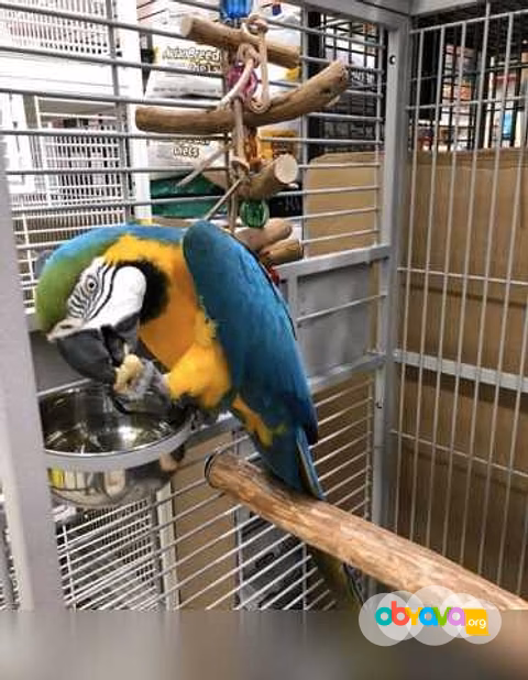 Отдам даром: попугаи ара аруоана для бесплатного пе…4 в Горно-Алтайске