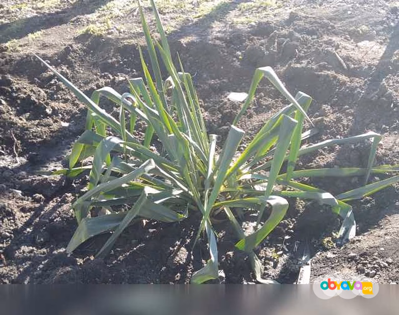 Продам: юкка в Ставрополе