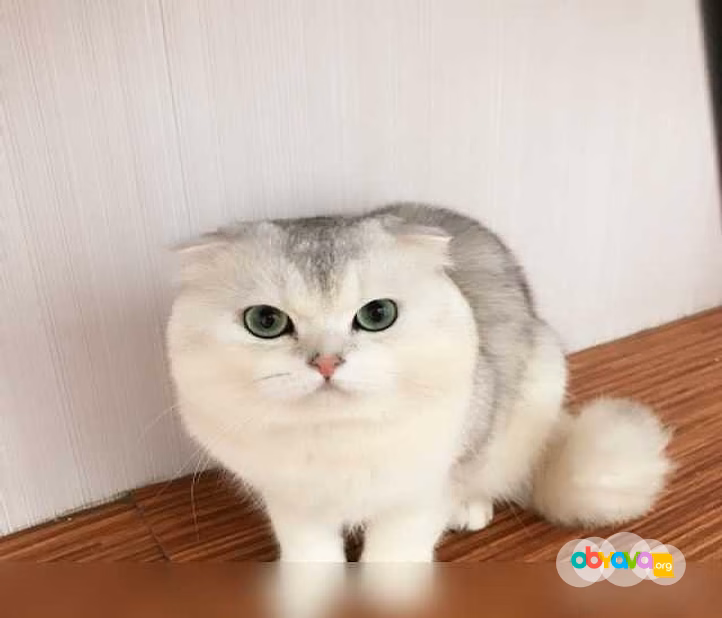 Вязка с вислоухим котом 