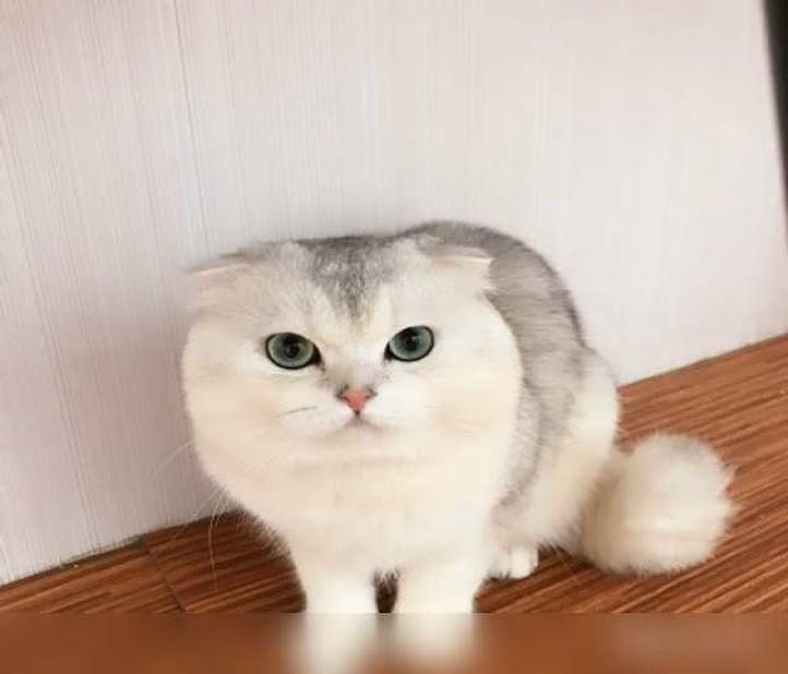 Вязка с вислоухим котом 