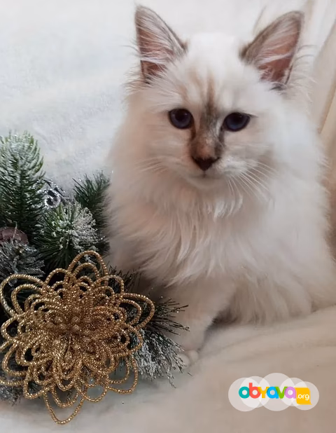 Священная бирма-котята