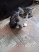 Предложение: котята в Прокопьевске