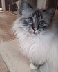 Священная бирма-мальчик