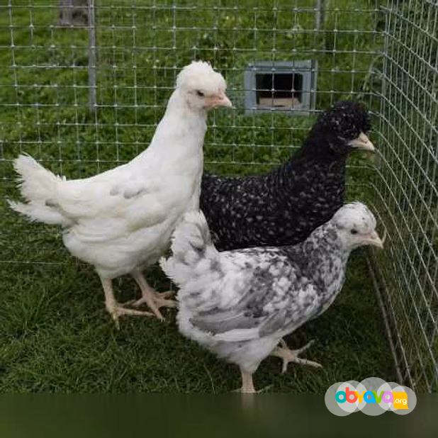 Продам: куры несушки молодки, Цыплята, Петухи в Пскове