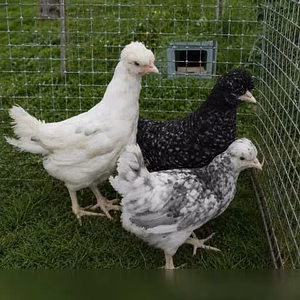 Продам: куры несушки молодки, Цыплята, Петухи в Пскове