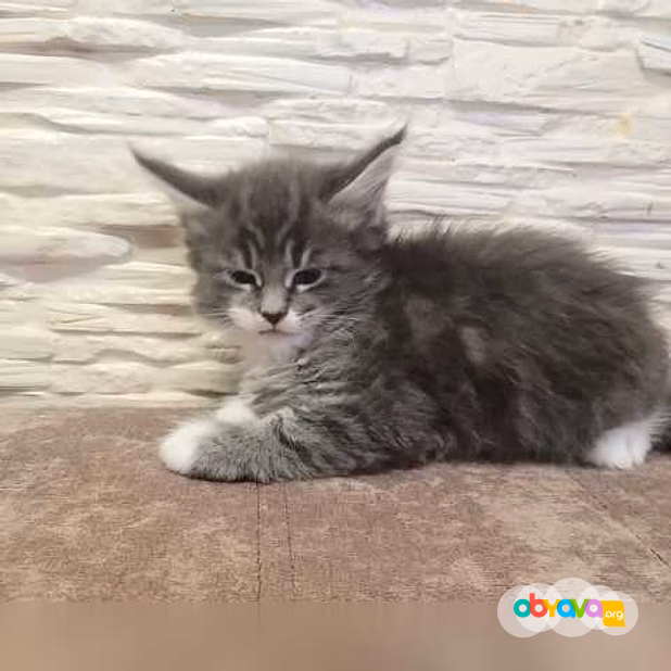 Продам: мейн кун (WhatsApp +79861722996)