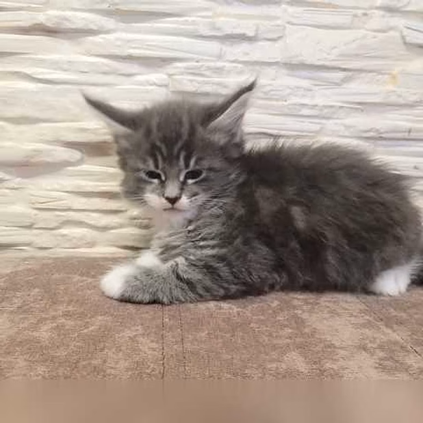 Продам: мейн кун (WhatsApp +79861722996)