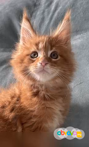 Продам: котята мейн-кун в Иркутске