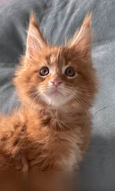 Продам: котята мейн-кун в Иркутске