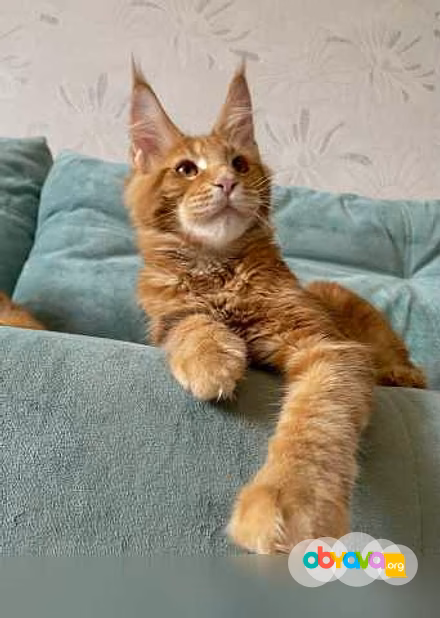 Продам: котята породы мейн-кун в Иркутске