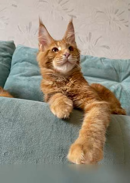 Продам: котята породы мейн-кун в Иркутске