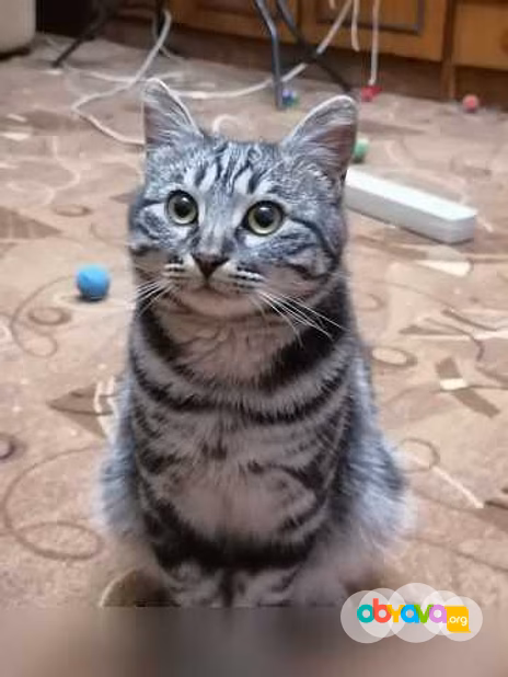 Предложение: отдам котика бесплатно в Находке