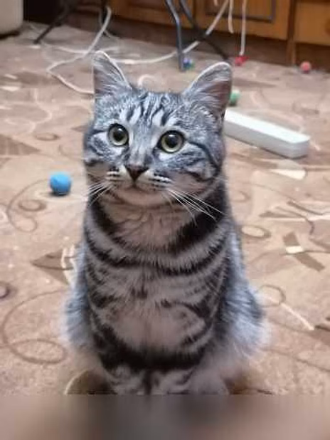 Предложение: отдам котика бесплатно в Находке