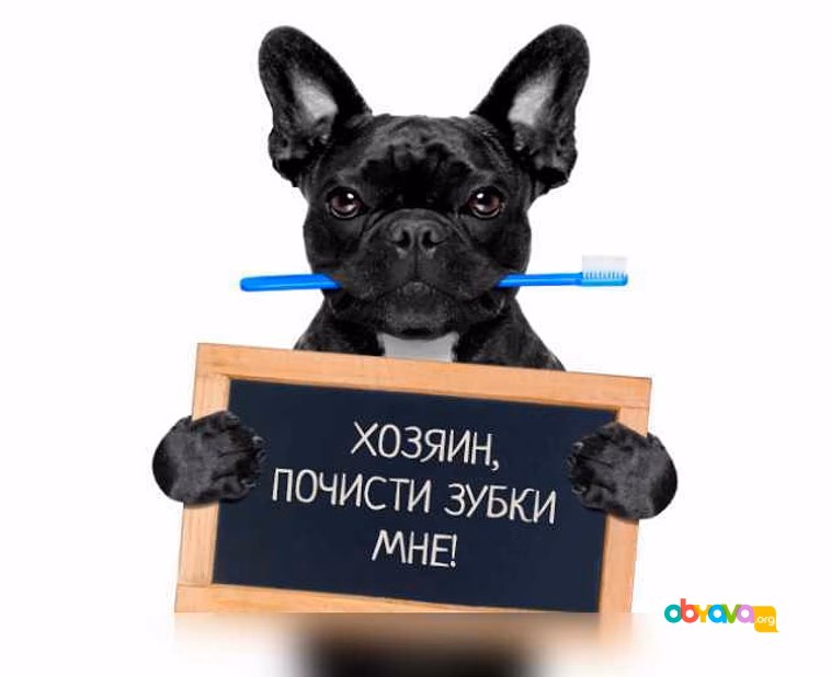 Предложение: чистка зубного камня у собак Балаково