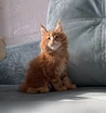 Продам: котята мейн-кун в Иркутске