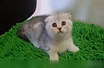 Котята  шотландские Кот на вязку