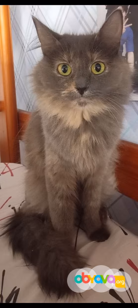 кошечка бесплатно 