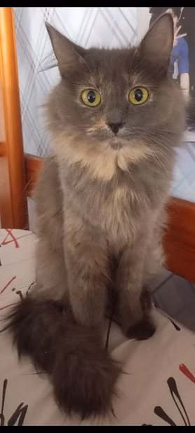 кошечка бесплатно 