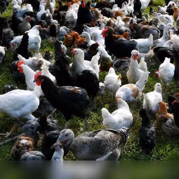 Продам: куры несушки молодки, Цыплята, Петухи в Пскове