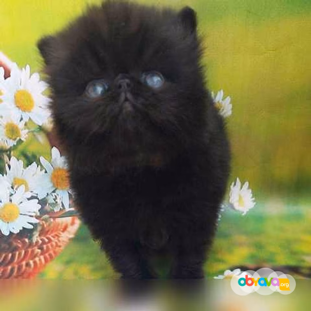 Продам: персидские котята (Вотсапп 79861722996)