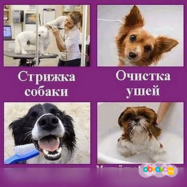 Предложение: ГрумЛюкс работает с моделями в Москве