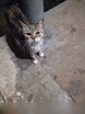 Отдам даром: кошка в Москве
