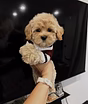 продаю щеночков мальтипу❤️🐶